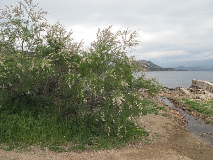 Tamarix africana